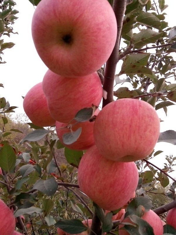 苹果生长过程