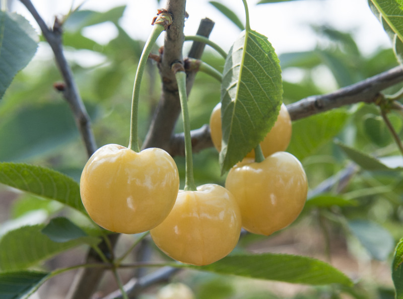 如何对大樱桃树苗进行合理施肥？